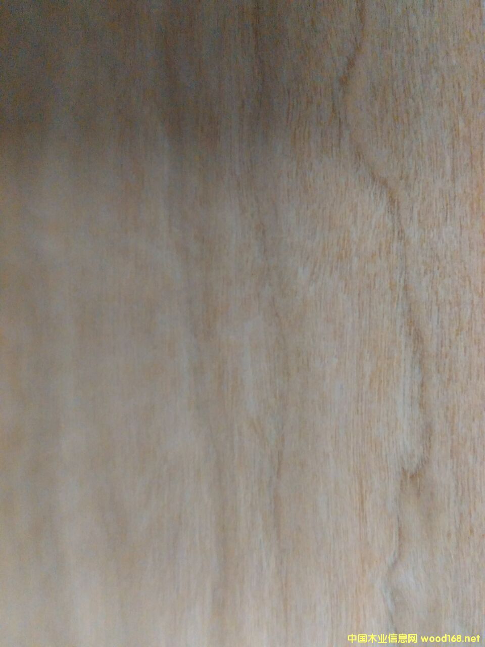 櫻桃木的詳細介紹