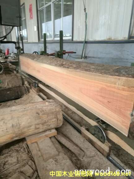 玫瑰木的詳細(xì)介紹