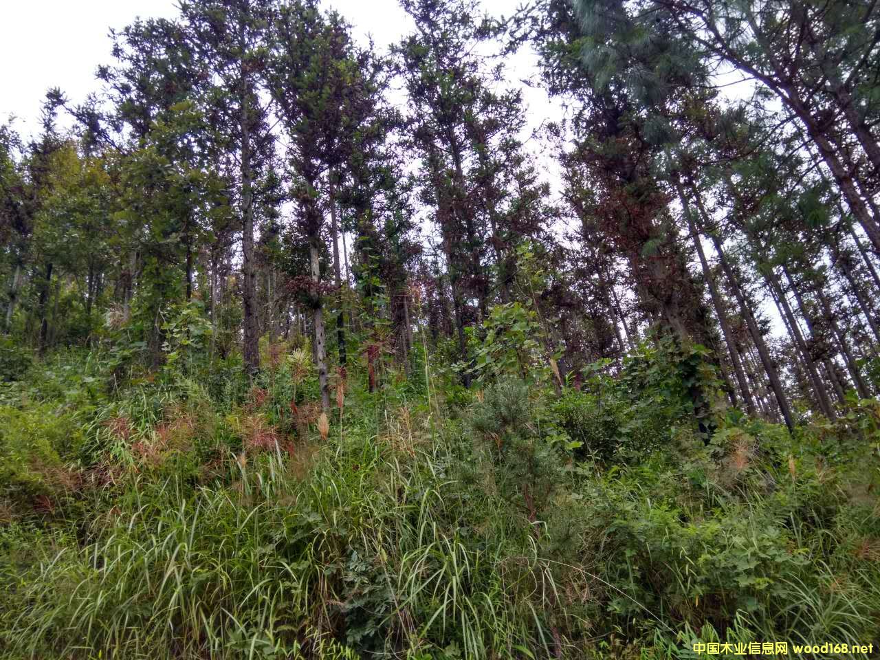 ɼľԭľ��(du��)���N�۹����Ԕ��(x��)��B