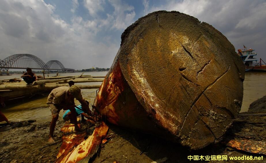 ����ľ�ļ�ɢ��������