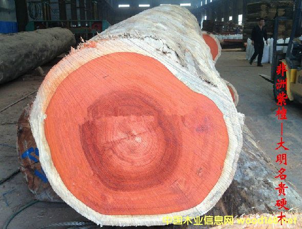 木材樹(shù)種詳解--非洲紫檀 俗稱:非洲紅花梨、紹氏紫檀