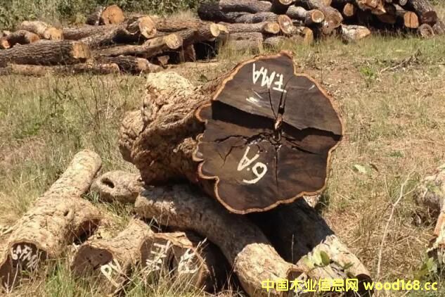 �|�Ǻ��S̴�M(j��n)��횳�ʾ�Ϸ�CITES�S���C������t��һ���⵽��