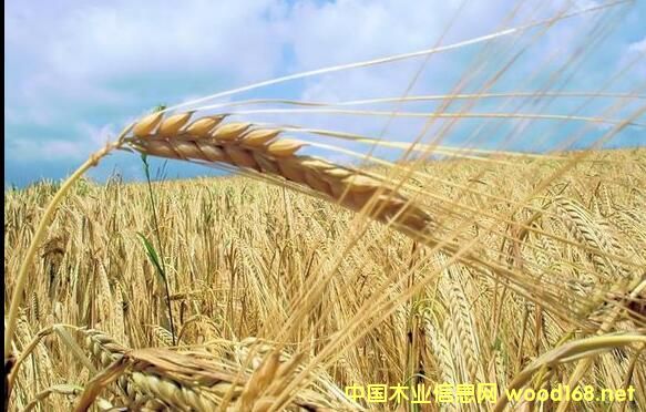 �҇�(gu��)�ն������a(ch��n)�I(y��)ǰ��