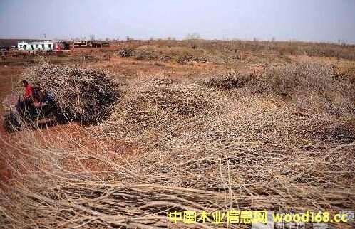 ������˹ɳ���ؽMľ��ɳ��ľ�Ͳ����ٻ����γ�Ҏ(gu��)ģ���a(ch��n)�I(y��)