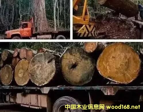 �tľ���o�Ŀ��ã���t��֦�q��40%�����黨��q��65%