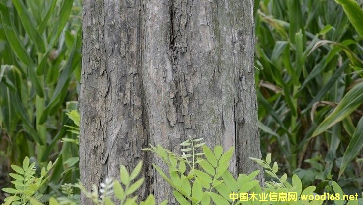 ��ֺ�S̴����t��֦��ľ�ĵĽ��׬F(xi��n)���c�A(y��)�y(c��)