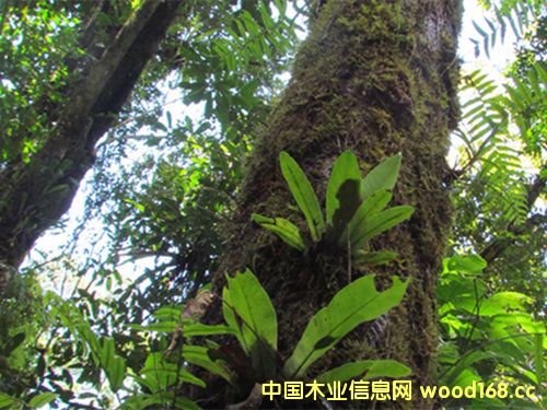 �R�_(d��)��˹��ľ�Ŀ�����ʧ�� �S̴�͞�ľ����������