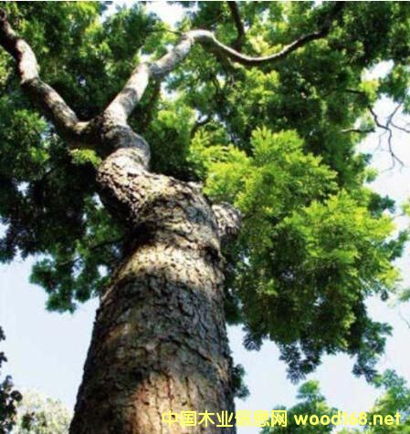 ����կ�����̴