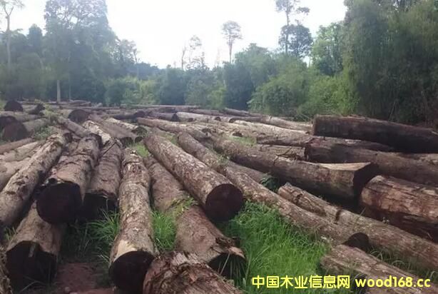 �ϓ����ʡ���e�еڶ��ηǷ�ľ�����u��(hu��)