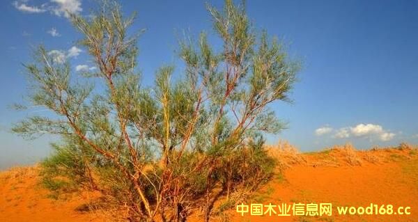 ������˹�̺�ľ�I(y��)��a10�f�����ͭh(hu��n)����(ji��)�������|�w��ȼ���Ŀ��