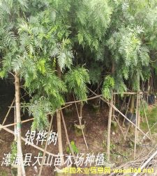 [��] �y�����ֲ��