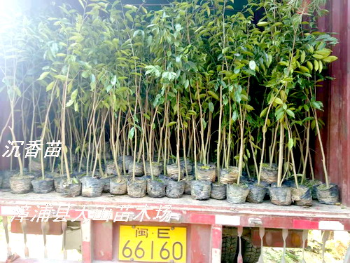 �����磬���ϳ������V�|����