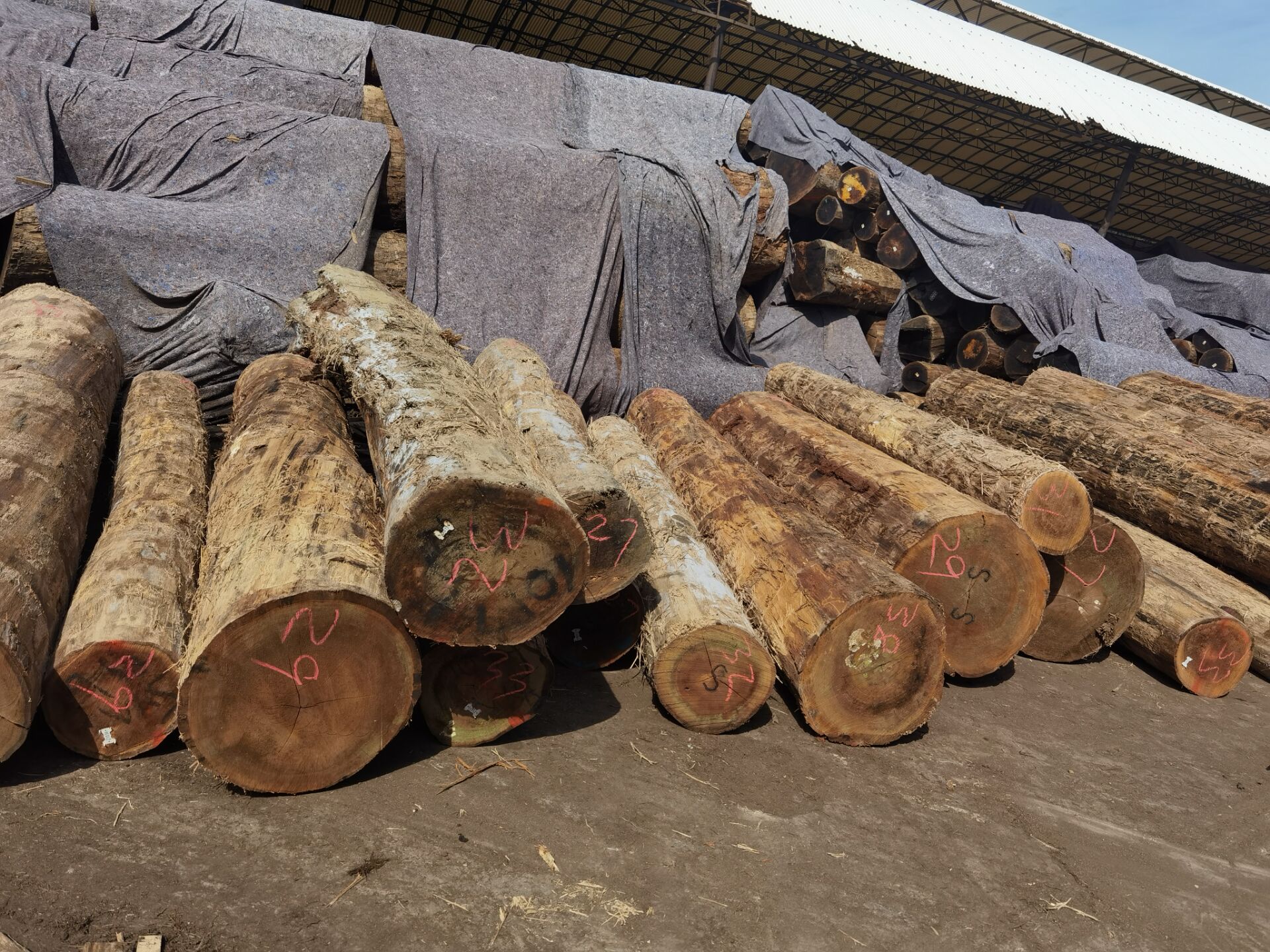 [��] �����t�𼃱���ԭľ