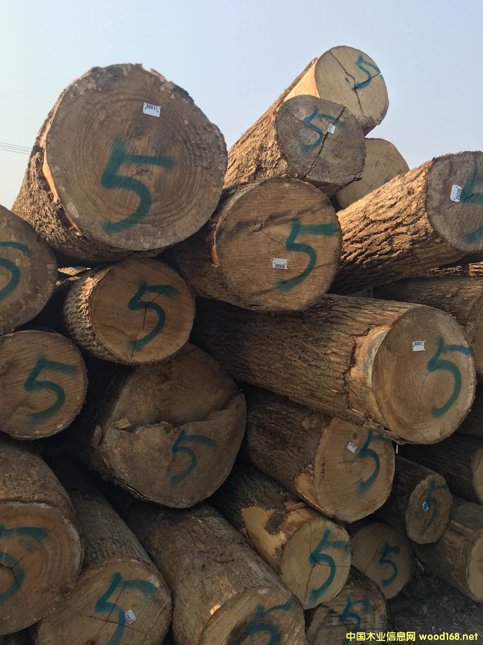 白蠟木的詳細介紹