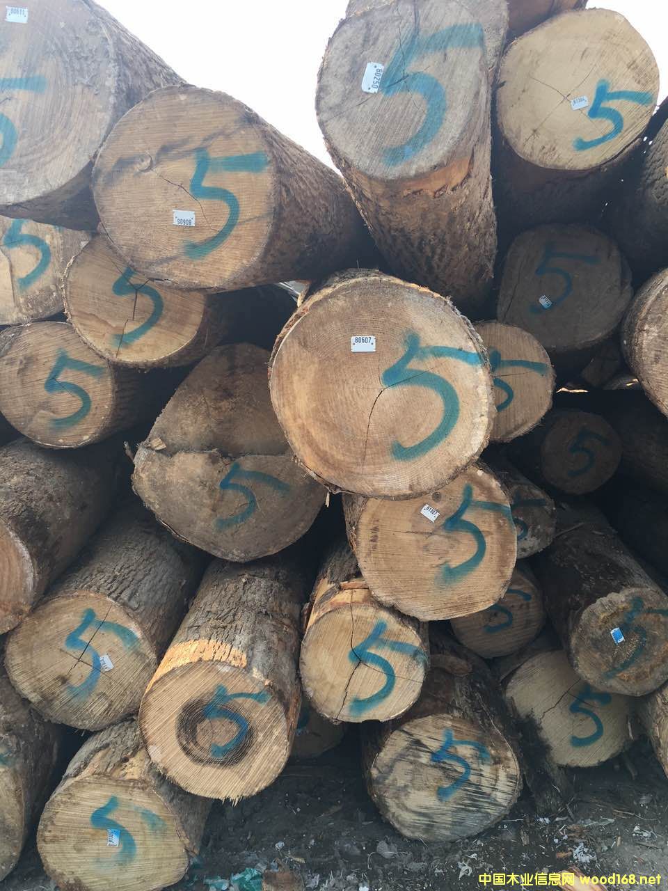 白蠟木的詳細介紹