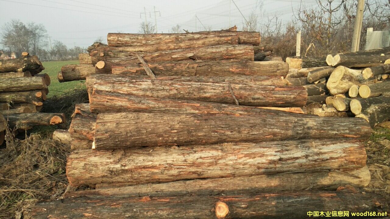 �����㴻ԭľ