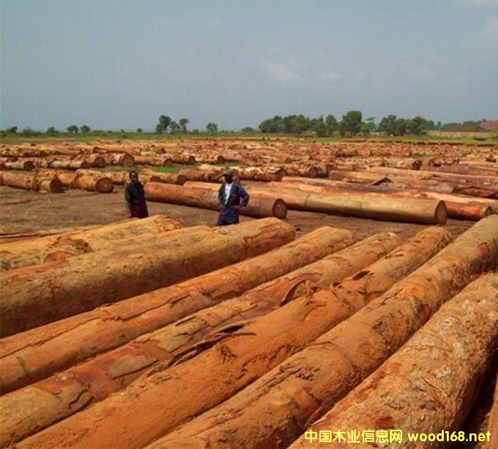 �����M(j��n)�ھ����܇(ch��)����ԭľ