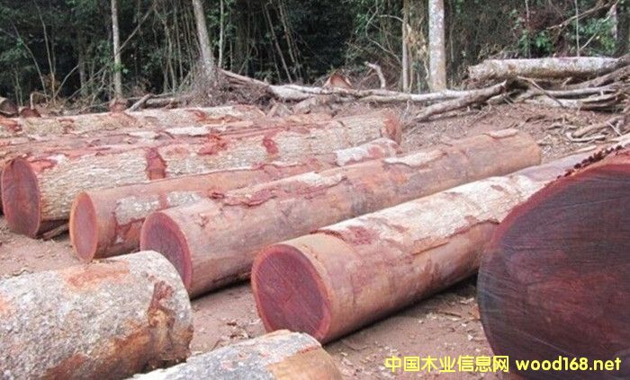 �����M�ڷ���ɳ����ԭľ