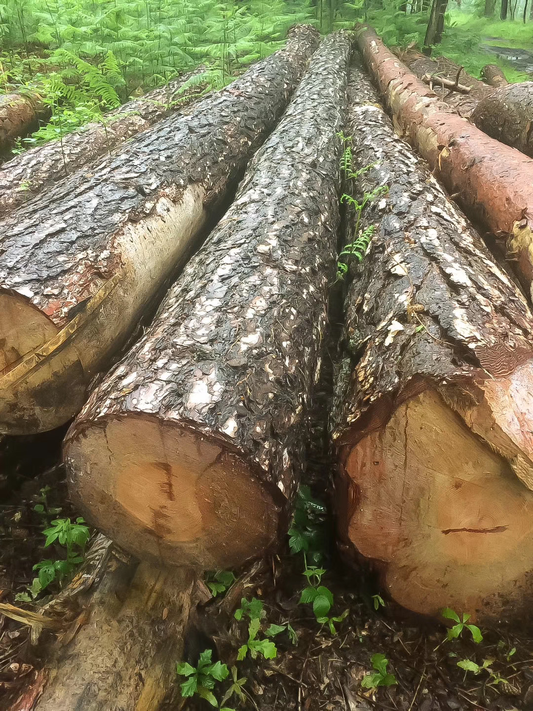 �����r(sh��)�ؼ�(j��)��ľԭľ