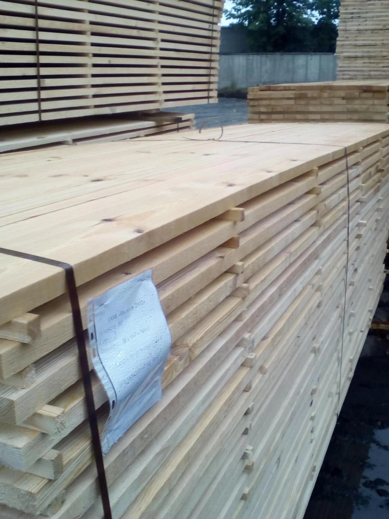 樟子松的詳細(xì)介紹