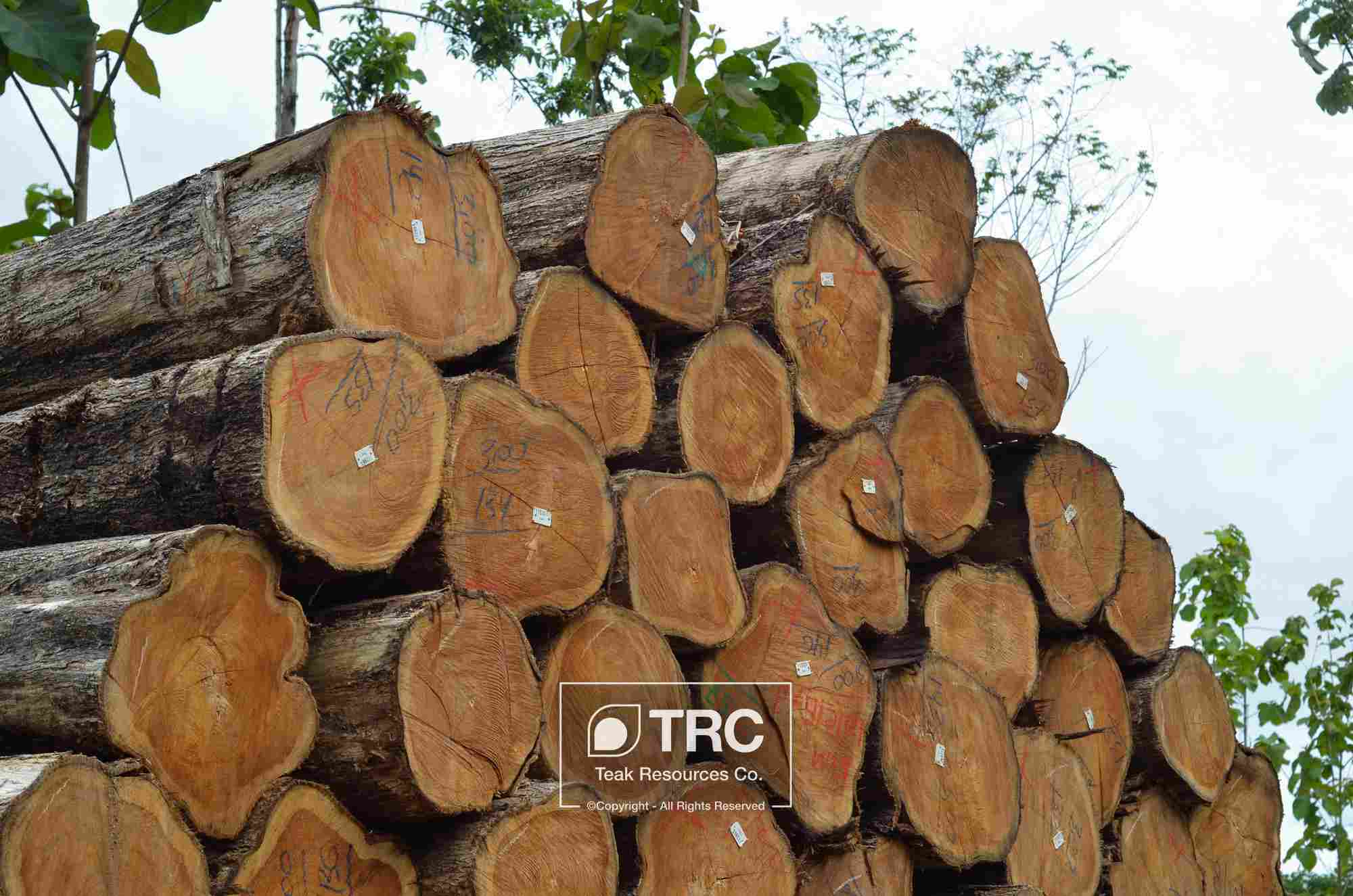 FSC ��ľԭľ Teak log��Ԕ����B
