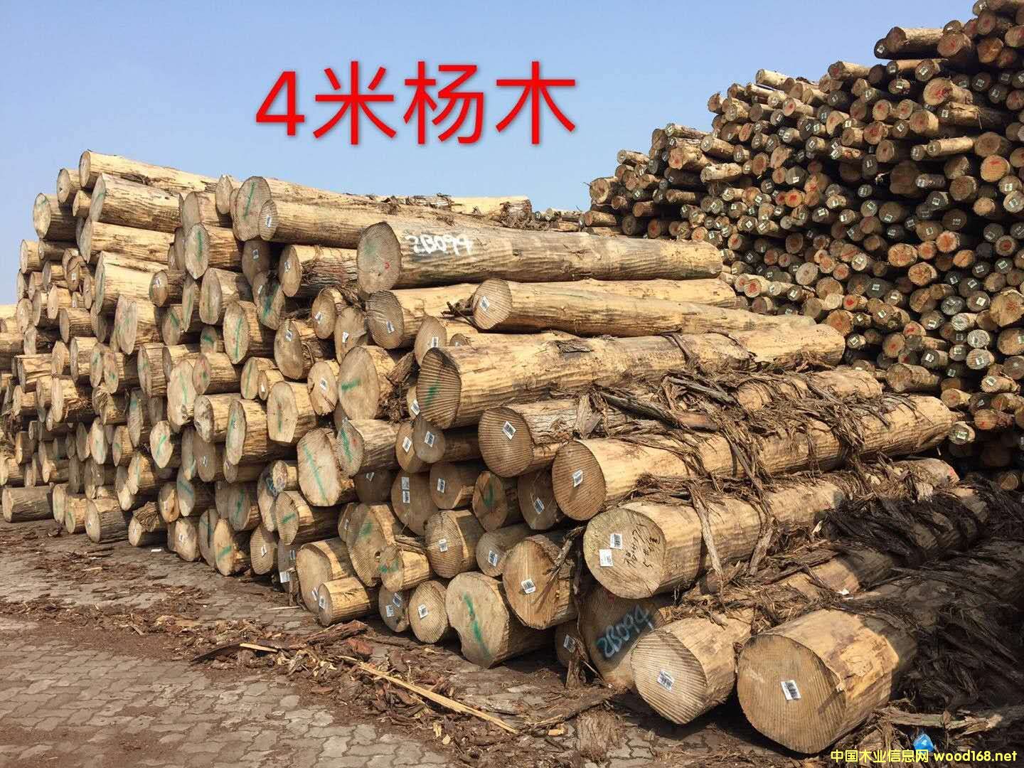 �M(j��n)�ڗ�ľ