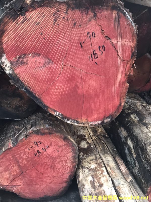 桉木的詳細(xì)介紹