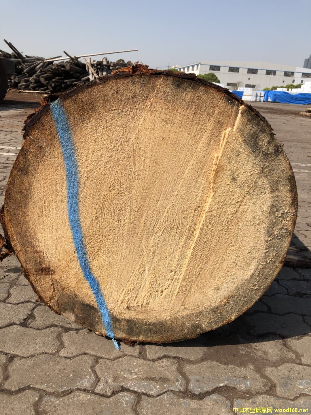 Ӣ������ɼ