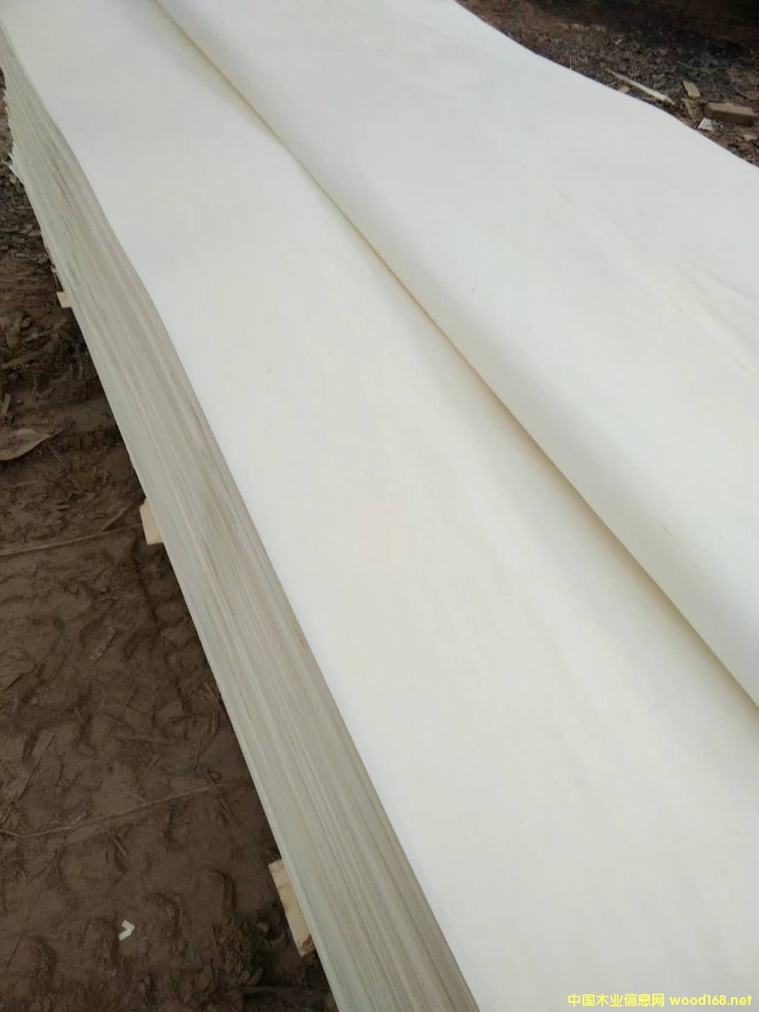 Ư�׵�Ԕ����B