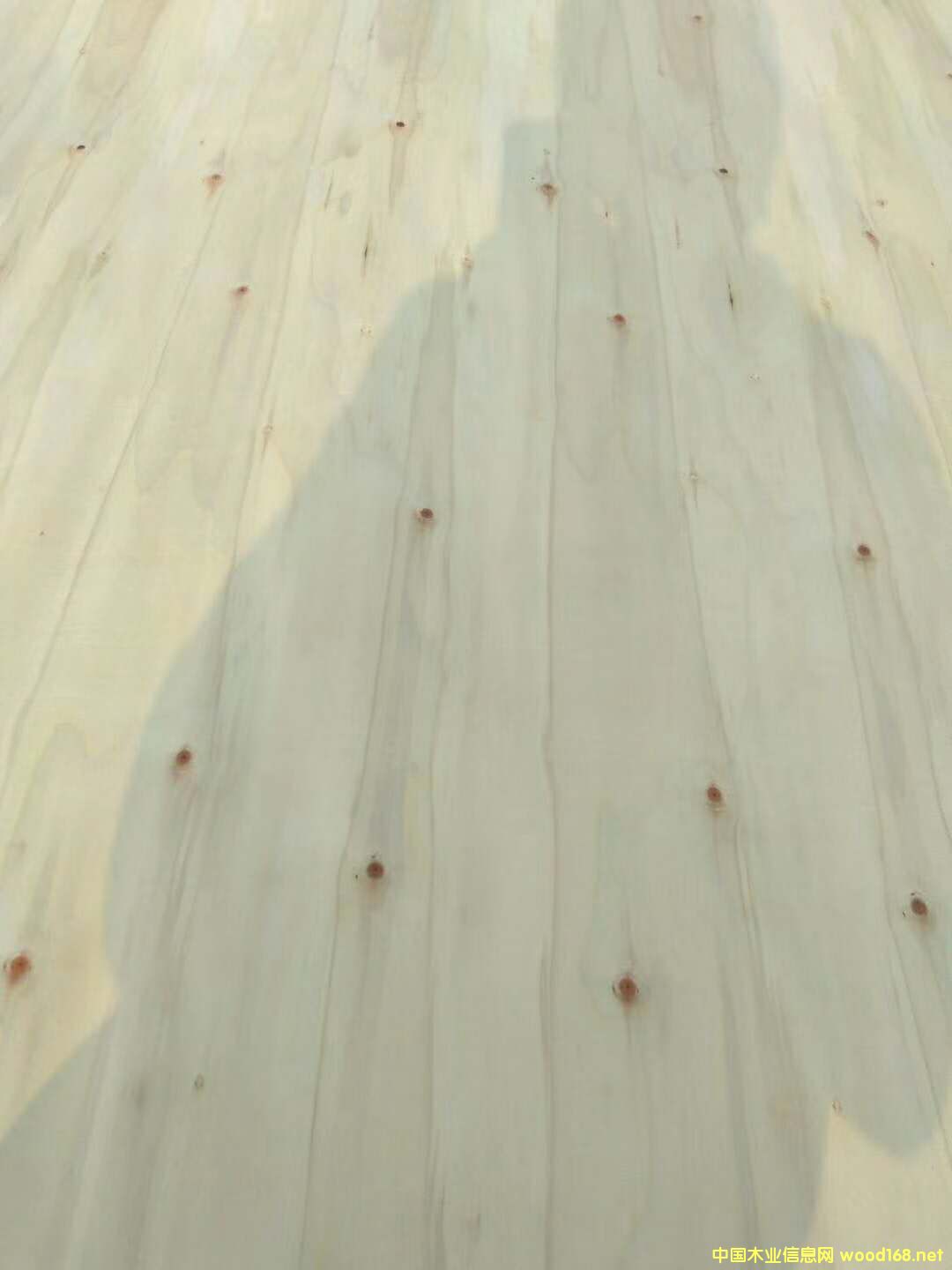 ��ľԭɫ��Ԕ����B