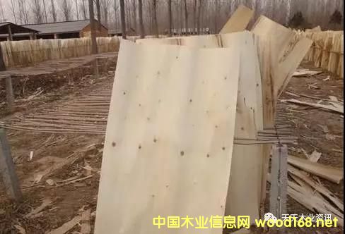 ��ľƤ�ӵ�Ԕ��(x��)��B