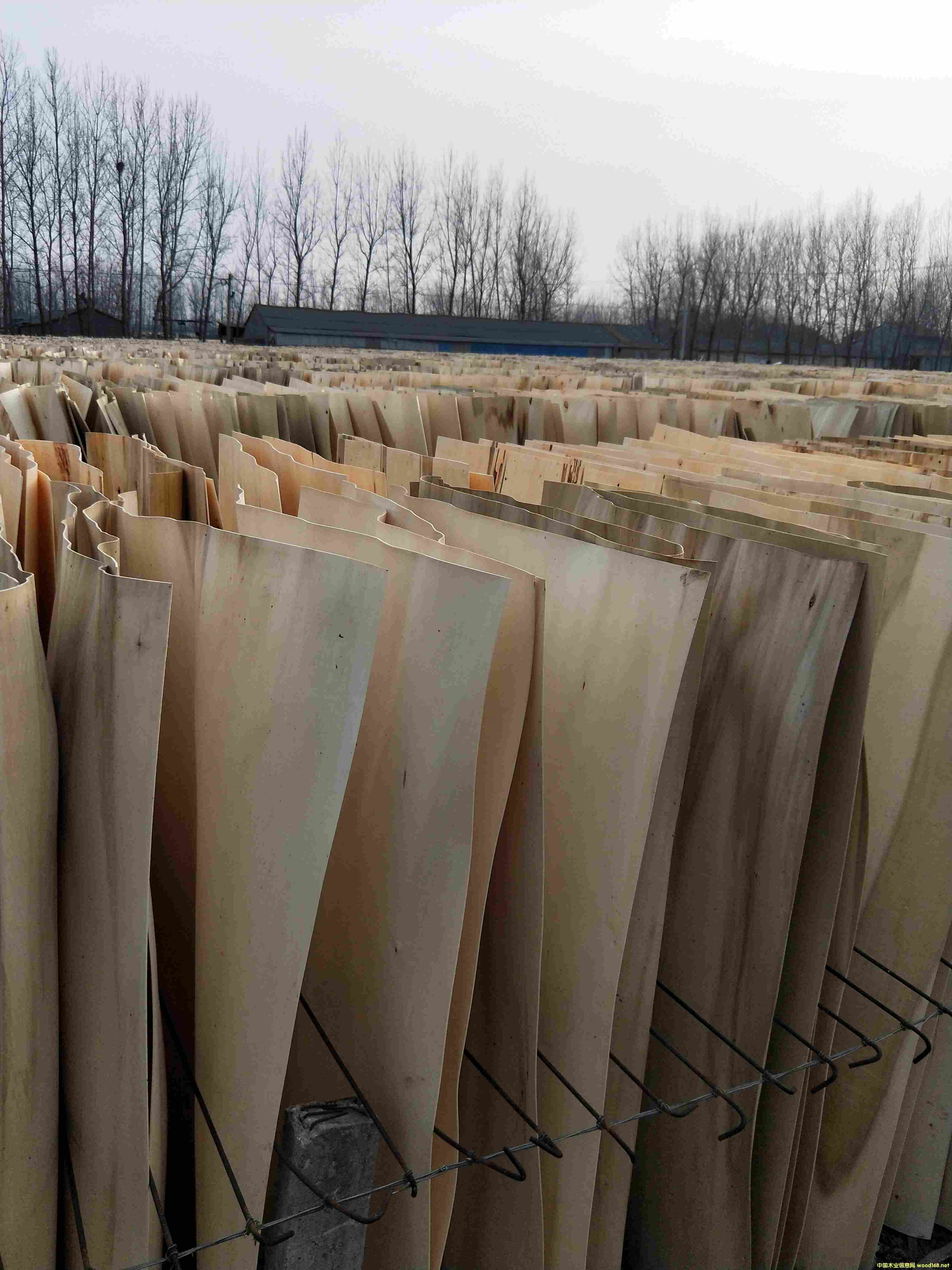 ��ľƤ��Ԕ��(x��)��B