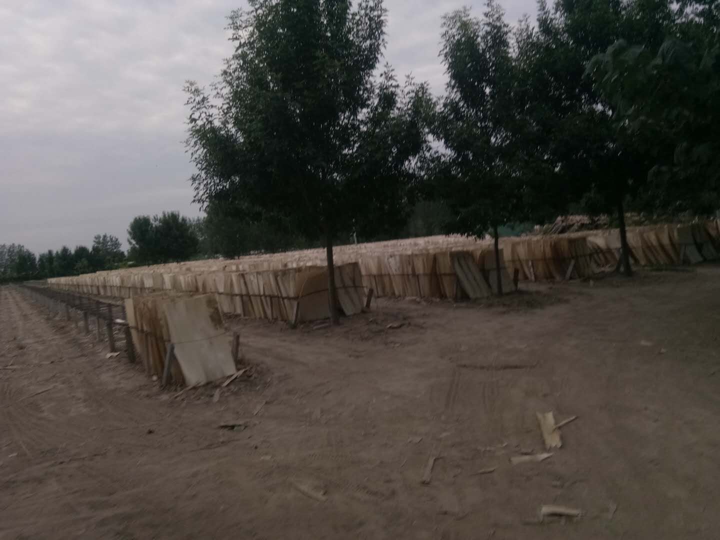 ��ľƤ�ӵ�Ԕ��(x��)��B