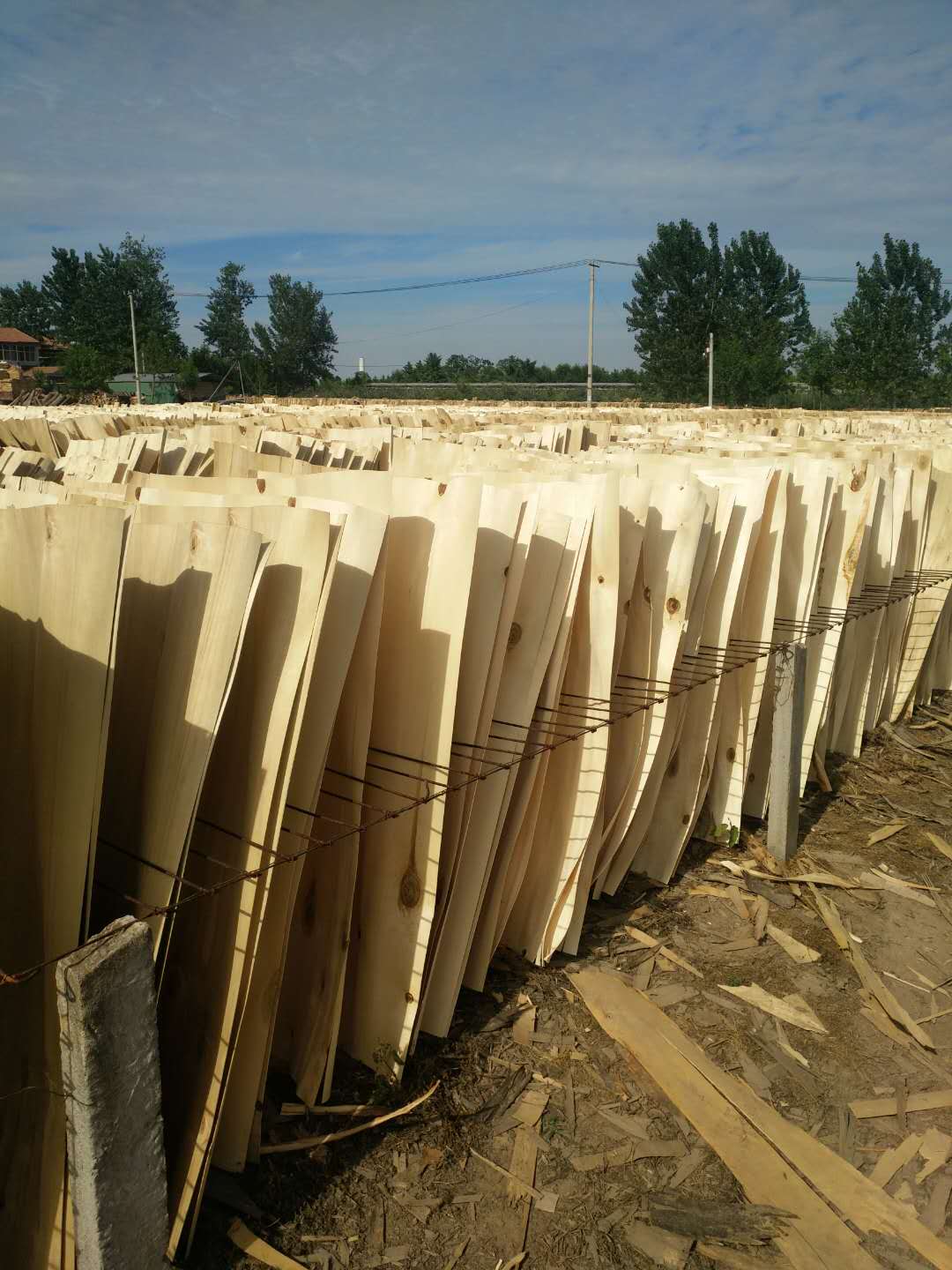 ��ľƤ�ӵ�Ԕ��(x��)��B