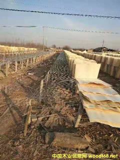 ��ľ�ΰ��Ԕ��(x��)��B