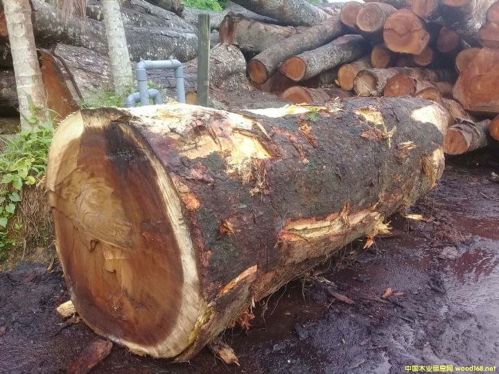 [��] ����(y��ng)�M����˼ľACACIA����ľ����Ϛgľ������˼ľ