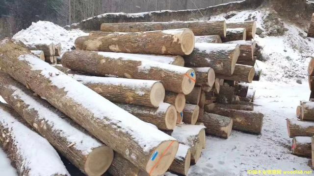 白蠟原木的詳細(xì)介紹