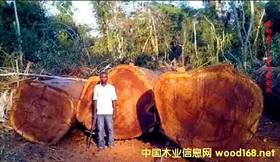 ľ�İٿƣ���G��ɣ��Iroko���������S��ľ