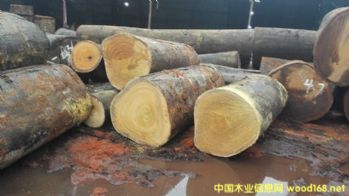 �������ٶ�(������ľ)