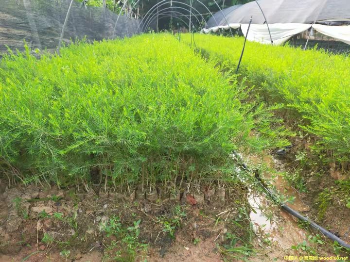  ���~��ǧ������޲����