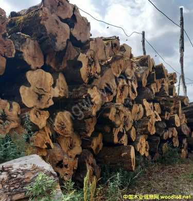 [��] ������ľ�I(y��)������ϙ�ľԭľ��Č�ľ���M�ښW�޲˰����_�幤ˇԭ���ϏN�߲�