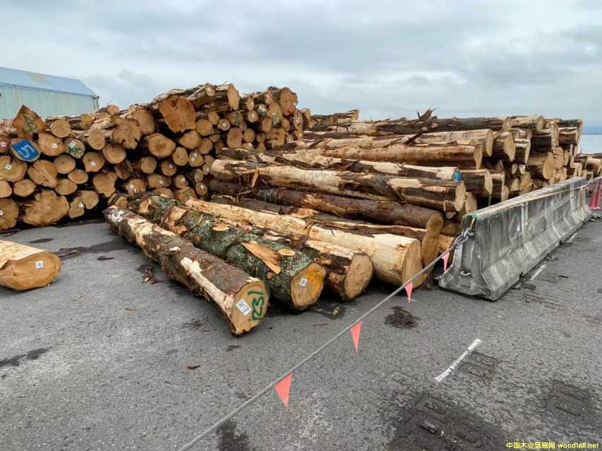 ��ľ/Macrocarpa��Ԕ��(x��)��B