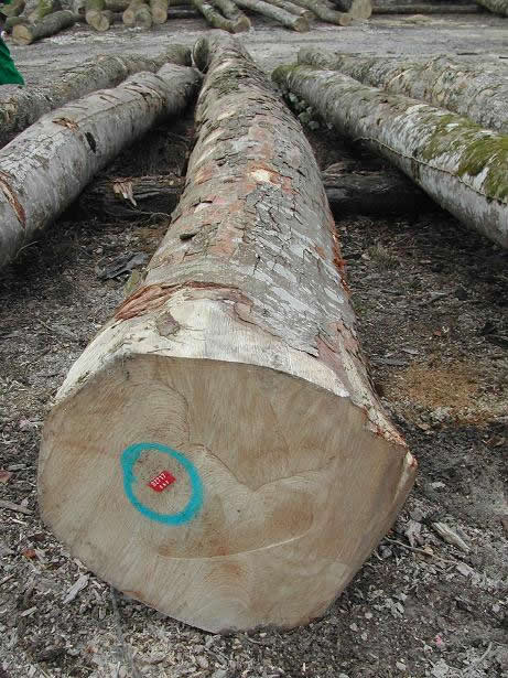 �W�ޗ�ľ��Ԕ����B