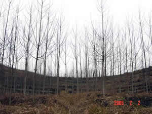 �F�ݻ��ؘO�ѵ����ؗl����Ԕ����B